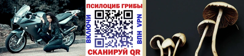 где можно купить наркотик  Заозёрный  Псилоцибиновые грибы Psilocybe 